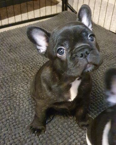 French Bulldog Tas
