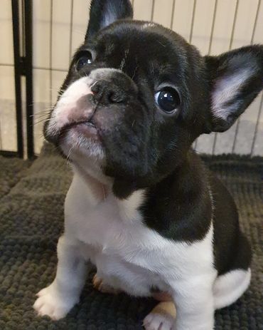 French Bulldog Tas