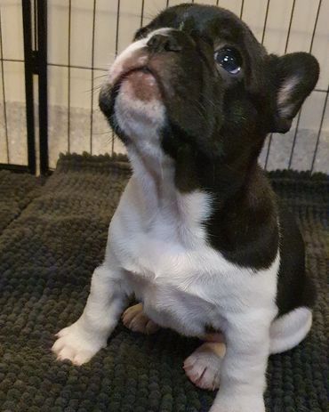French Bulldog Tas