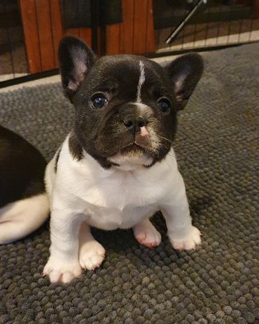 French Bulldog Tas