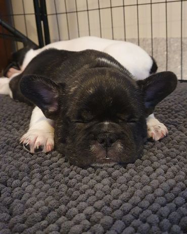 French Bulldog Tas
