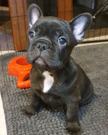 French Bulldog Tas