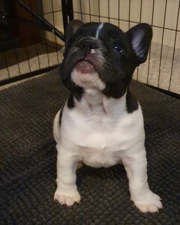 French Bulldog Tas