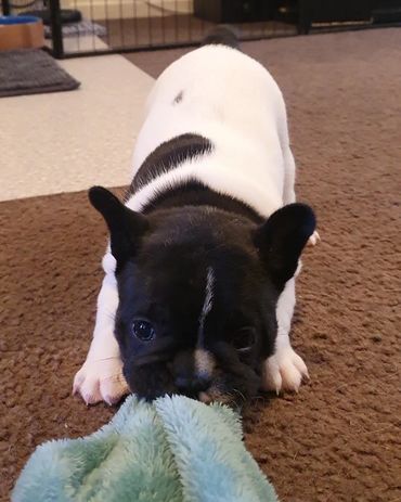 French Bulldog Tas