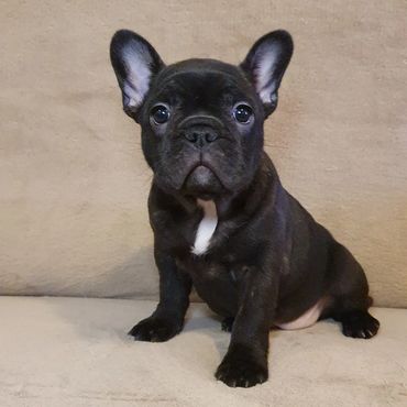 French Bulldog Tas