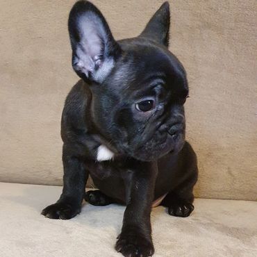 French Bulldog Tas