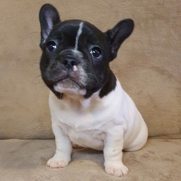 French Bulldog Tas