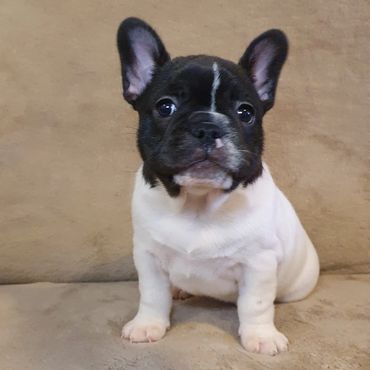 French Bulldog Tas
