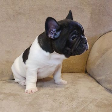 French Bulldog Tas