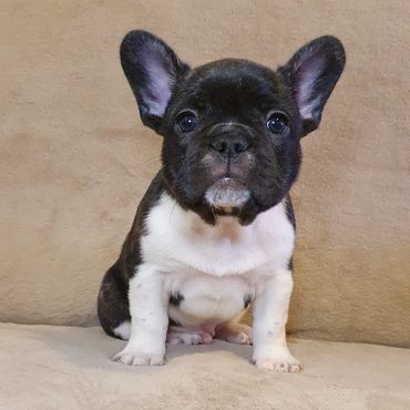 French Bulldog Tas