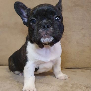 French Bulldog Tas