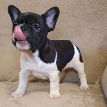 French Bulldog Tas