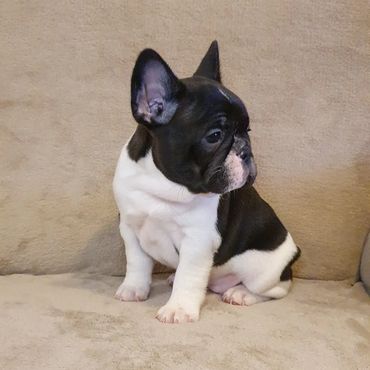 French Bulldog Tas