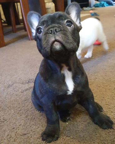 French Bulldog Tas