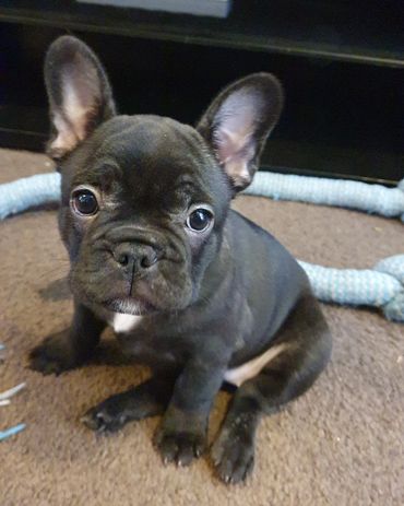 French Bulldog Tas