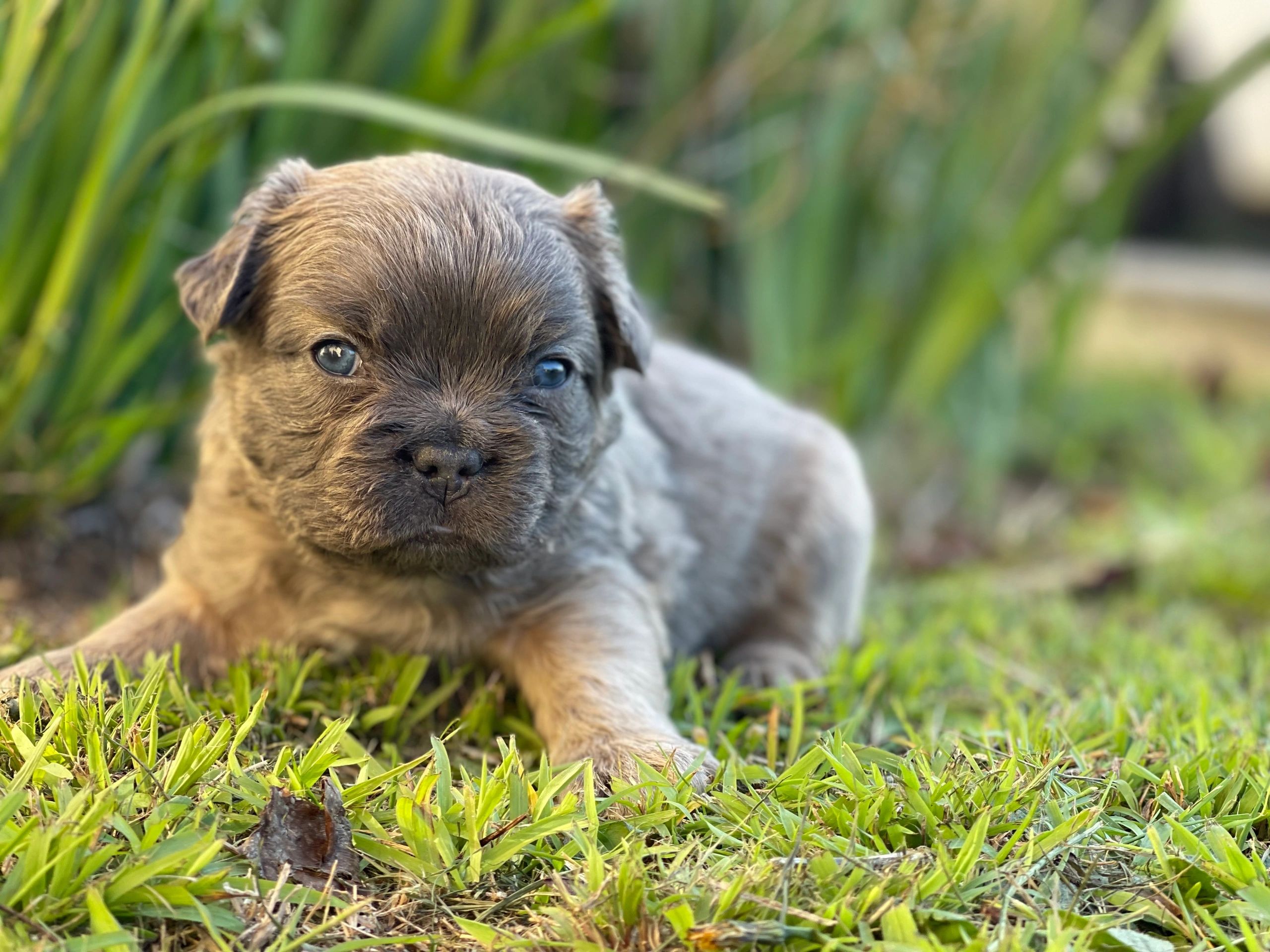 French Bulldog Puppies Tas