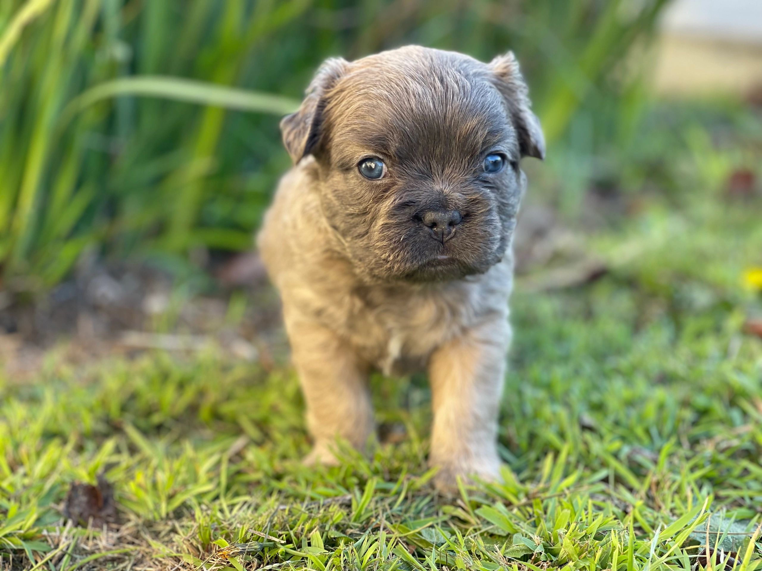 French Bulldog Puppies Tas