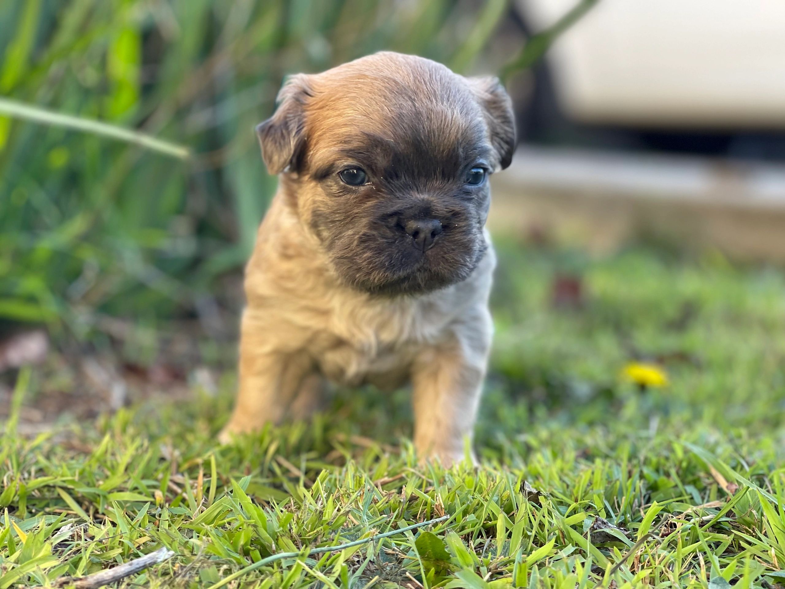 French Bulldog Puppies Tas