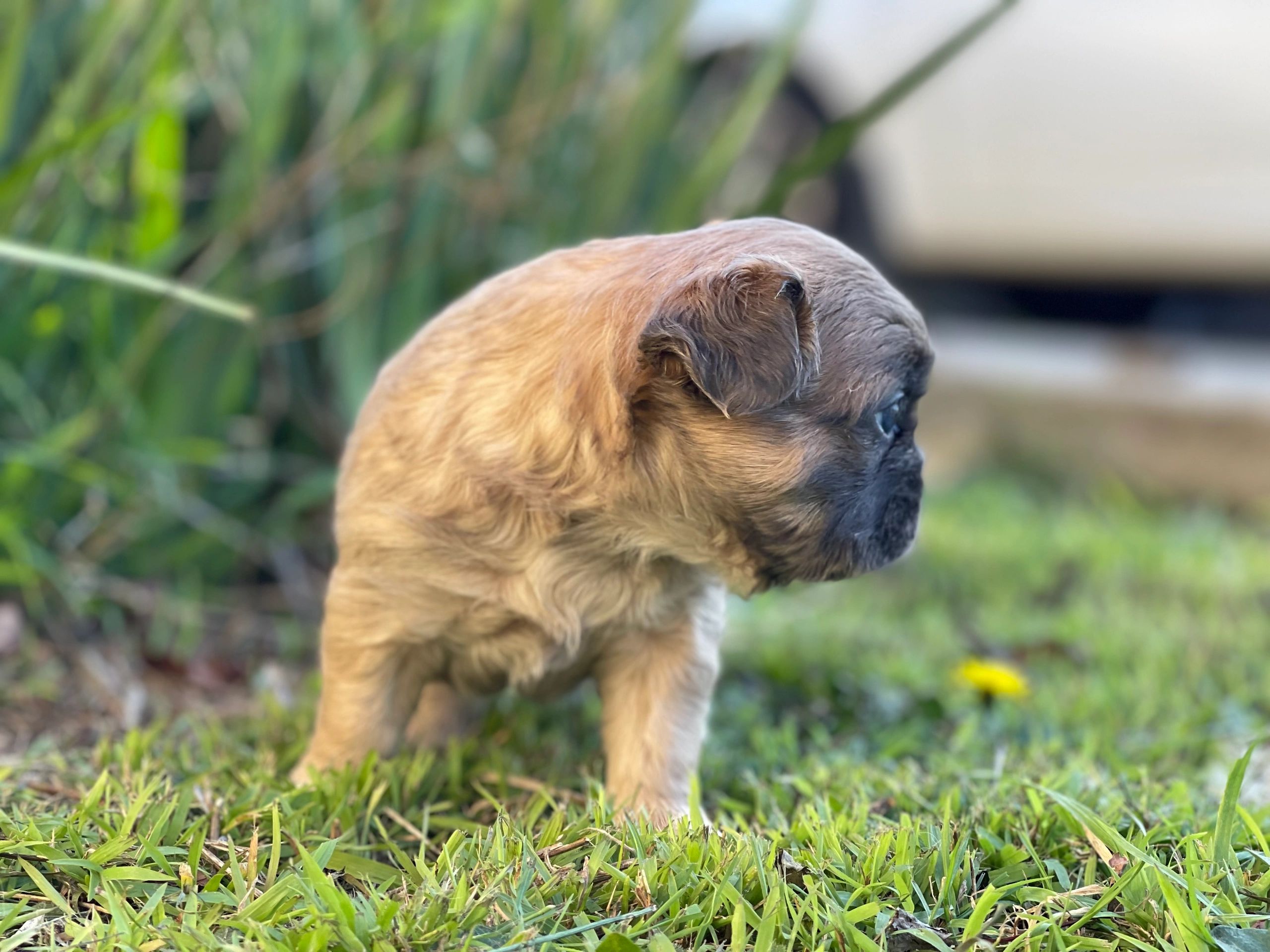 French Bulldog Puppies Tas