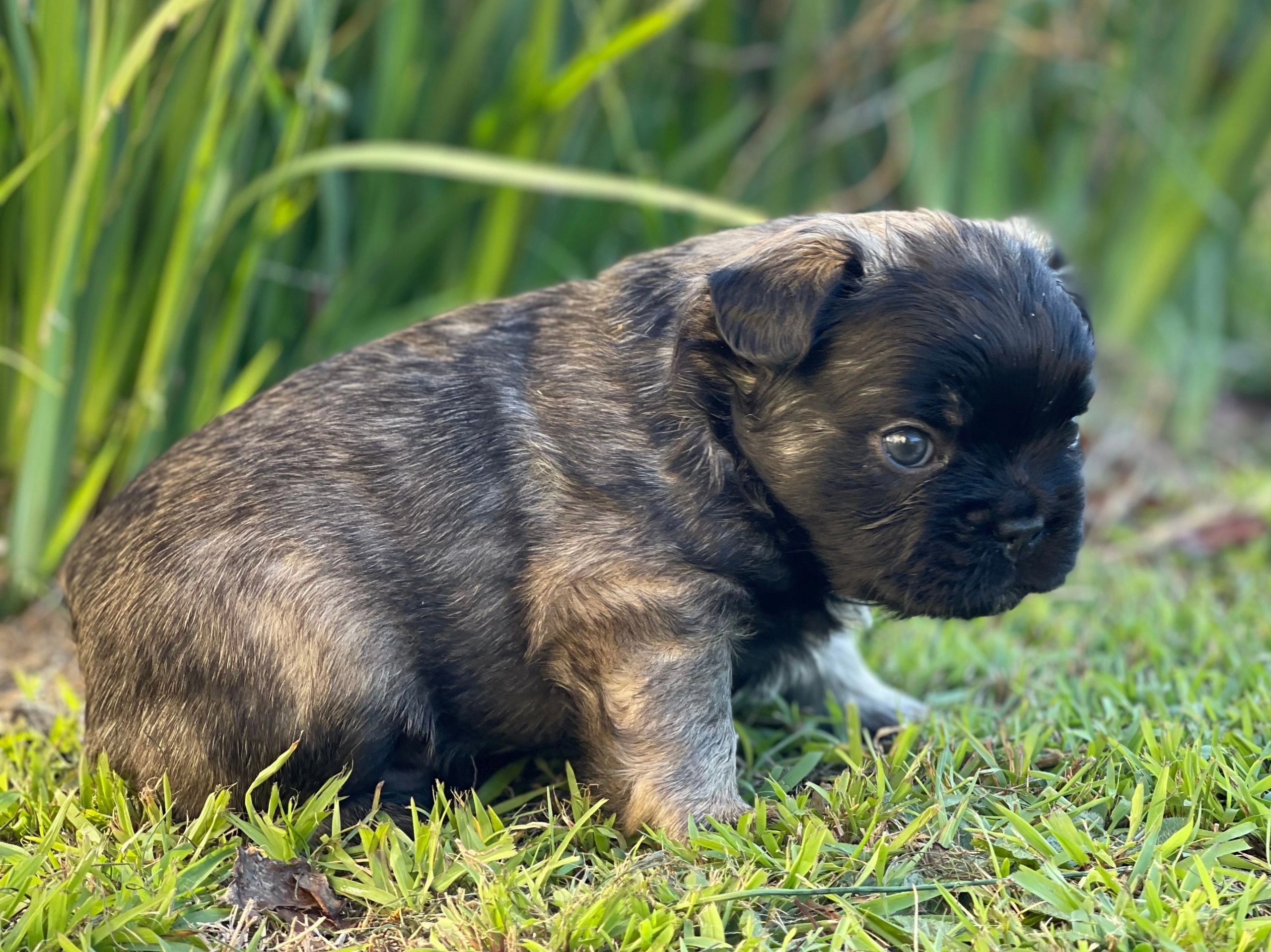 French Bulldog Puppies Tas