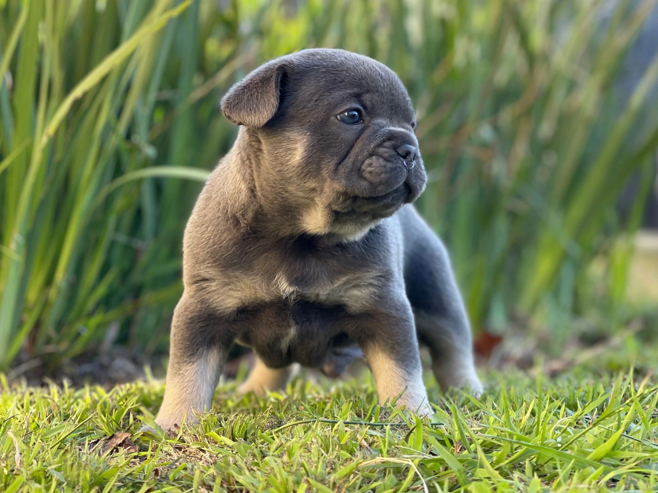 French Bulldog Puppies Tas