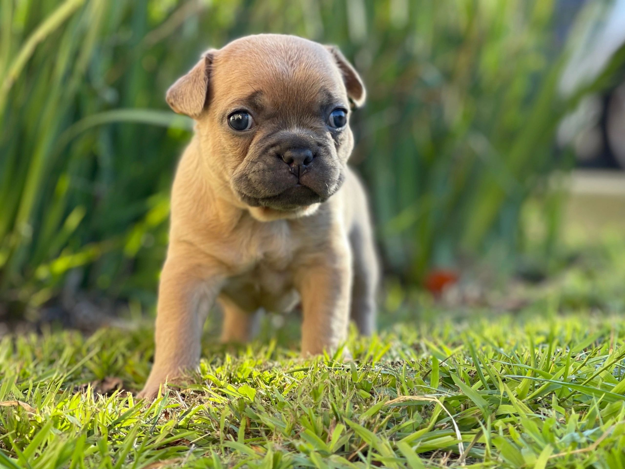 French Bulldog Tas