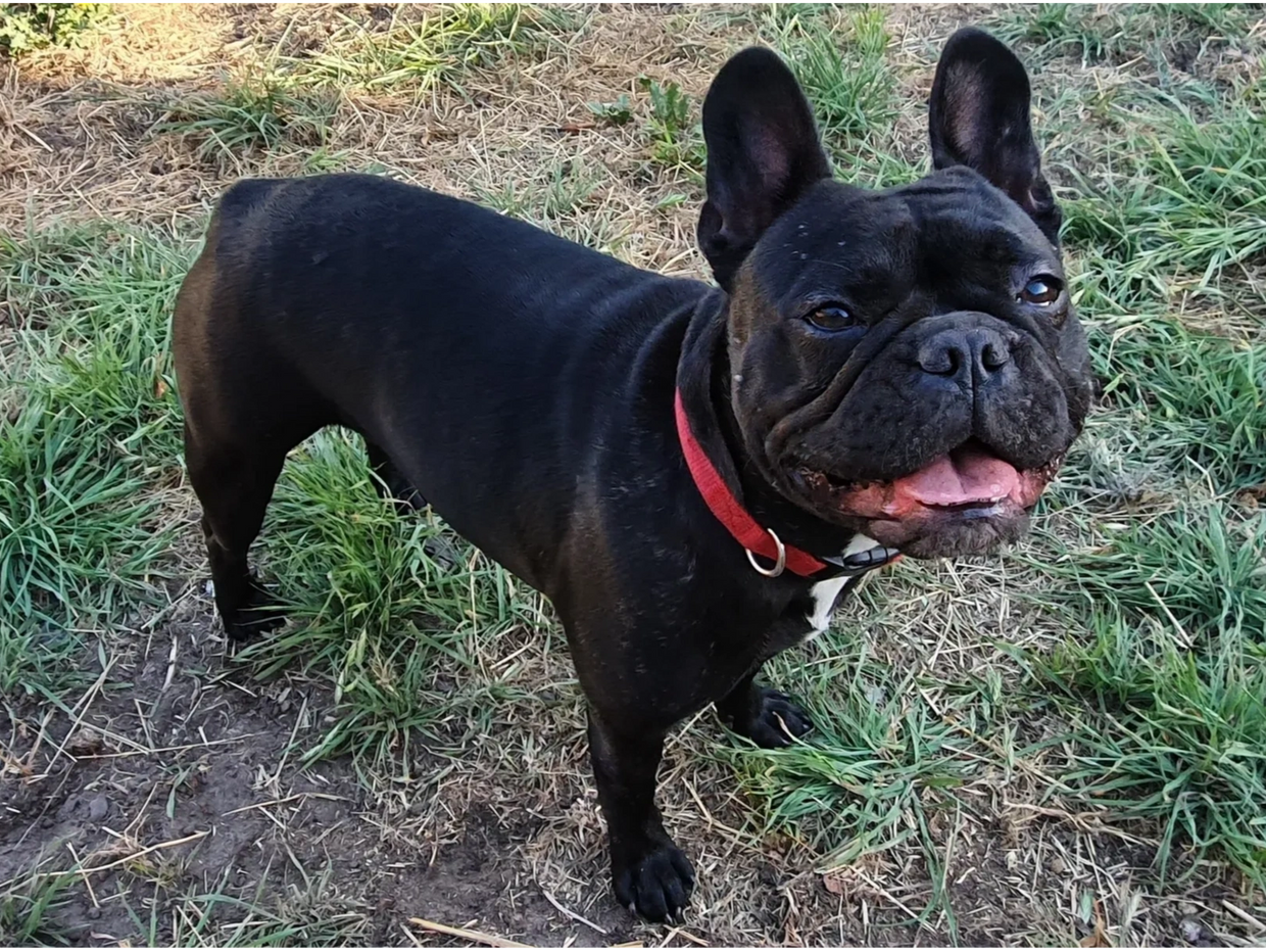 Peppa the French Bulldog smiling in the grass Tas
