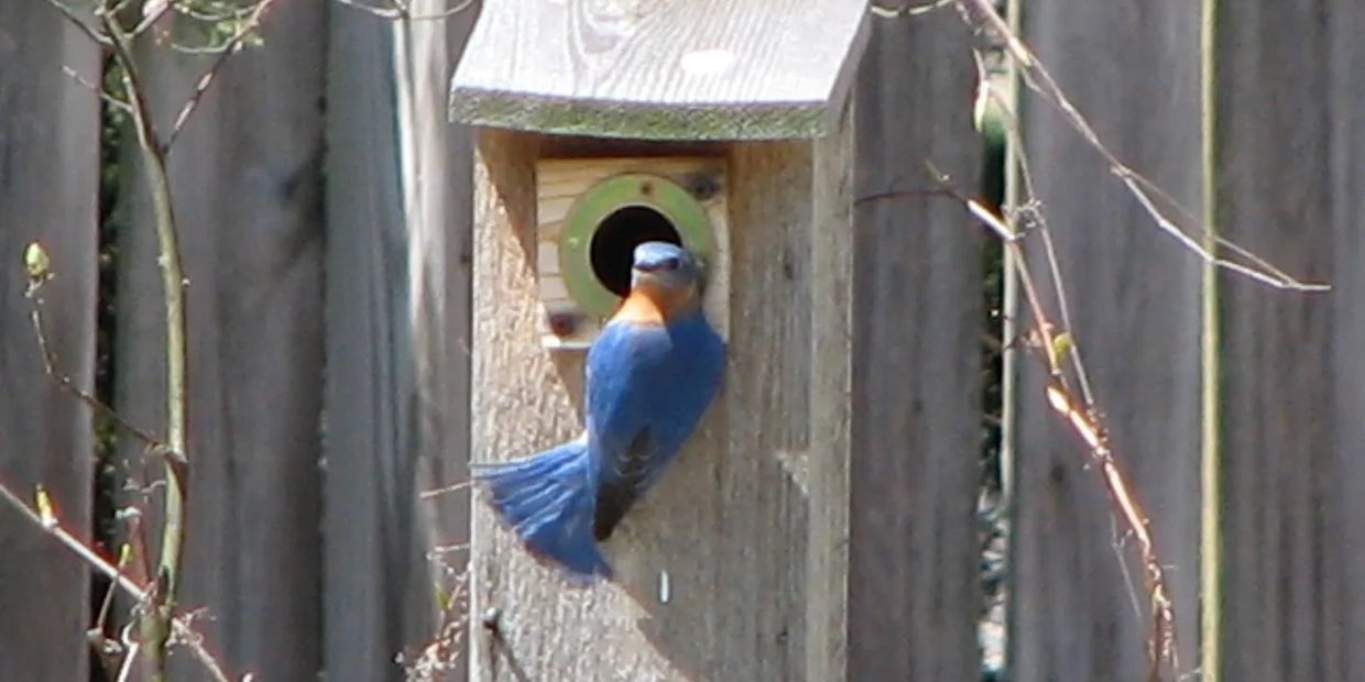 Male Eastern Bluebird guarding the family