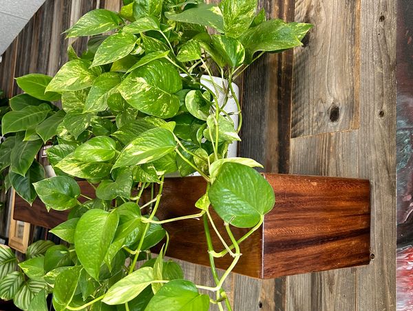 Rain tree box mantel