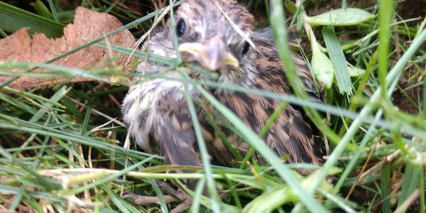 Fledgling bird in grass