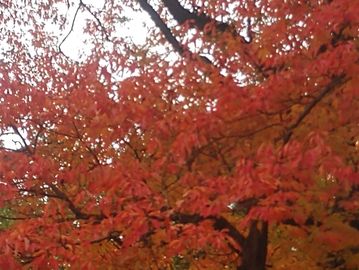 Sassafras Tree in the Fall