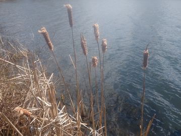 Cattails on the edge of the water