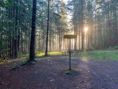 Disc golf basket in a sunlit forest clearing.