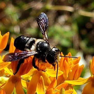 Geoffrey Neal Butterfly Weed Asclepias tuberosa pollinator meadow meadowscaping native plant bees