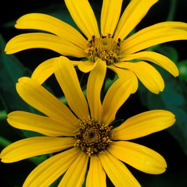 Geoffrey Neal native plant garden pollinator sunflower meadowscaping patchwork meadow north carolina