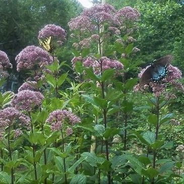 butterfly garden joe pye weed meadowscaping patchwork meadows pollinator black mountain wildflowers