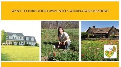 Emily Sampson Patchwork Meadows Pollinator garden installation convert lawn wildflowers monarchs