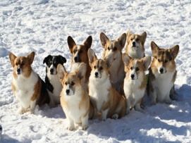 Group of corgis in the snow