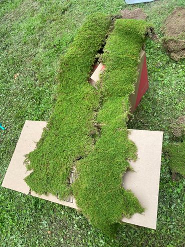 Strips of vibrant green moss laid out on cardboard in a grassy area.