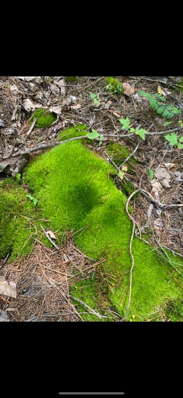 Bright green moss on the forest floor amidst dry leaves and twigs.