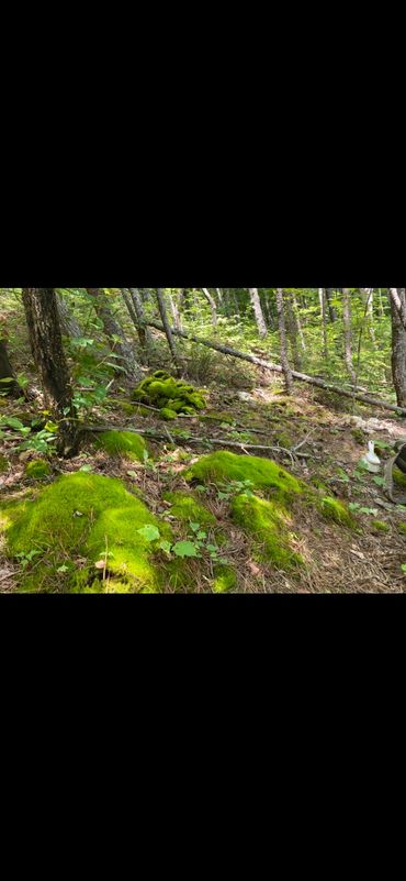 Lush green moss covering forest floor with trees in background.