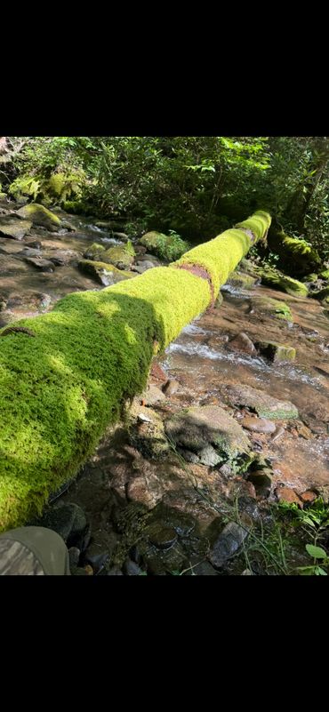 Moss-covered log stretches across a clear forest stream.