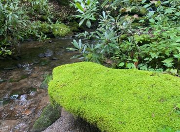 A moss-covered rock beside a gentle forest stream.