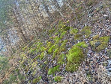 A moss-covered forest floor with scattered dry leaves and bare trees.