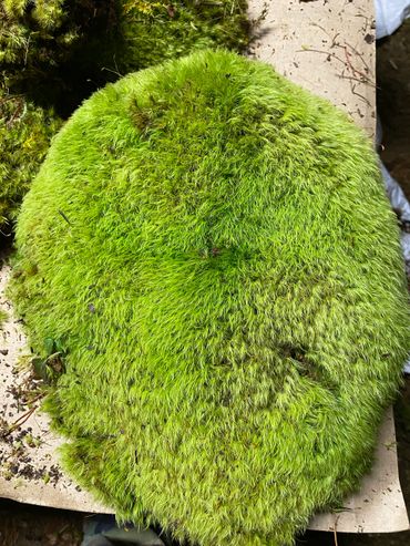 A large, lush patch of vibrant green moss on a flat surface.