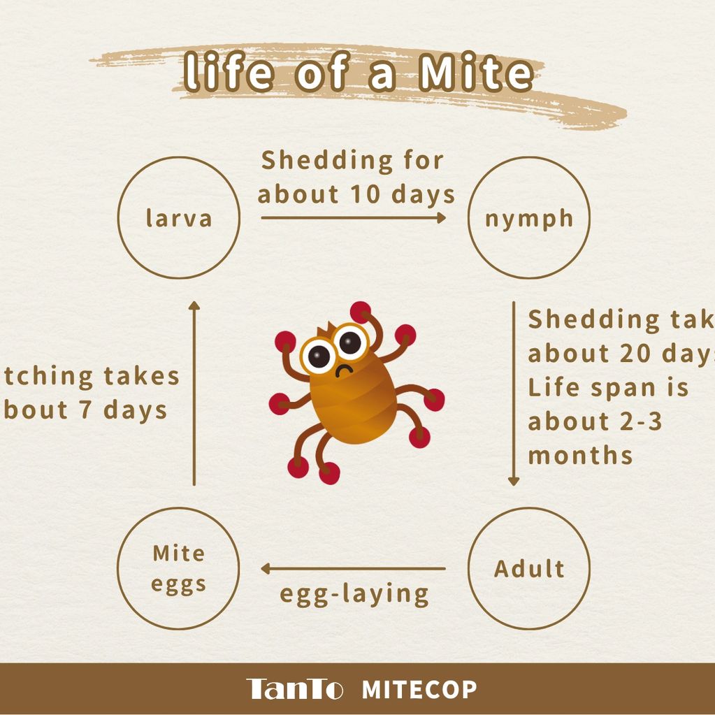 Life of a Mite