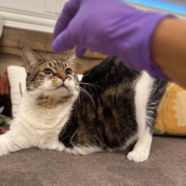 Pet-friendly cleaning by Berry Maids in Cutler Bay FL. Gentle care for cats and spotless homes famil