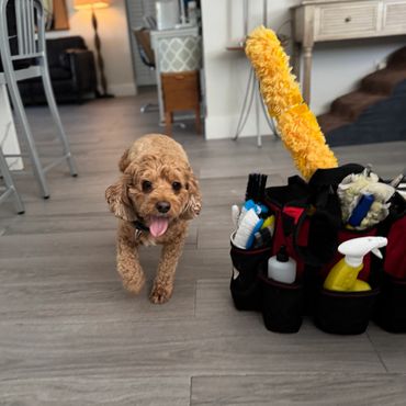 Pet-friendly cleaning by Berry Maids in Homestead FL. Safe for pets and spotless homes.