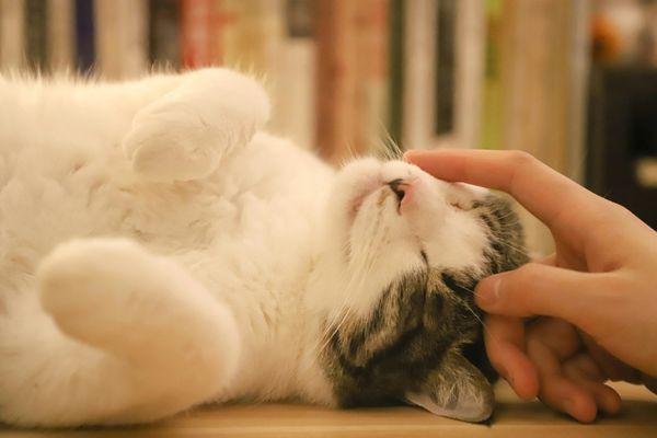 Furry Farewells