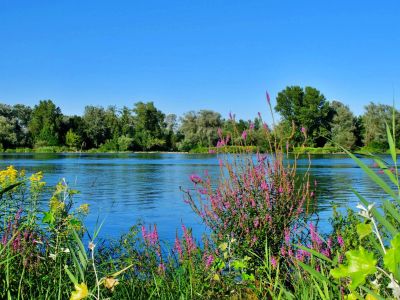 Image of peaceful lake and plants.